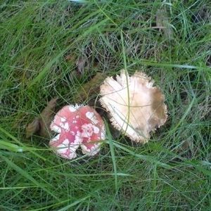 Meet your Posher, Leanne